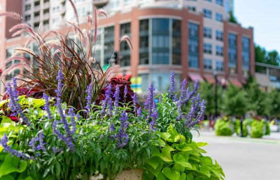 Colorful Flowers and Plants in Downtown Evanston Illinois
